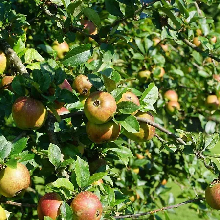 Am Leiselbach * Leisel