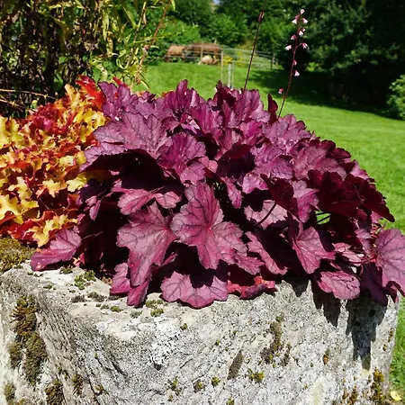 بيت للعطل Am Leiselbach